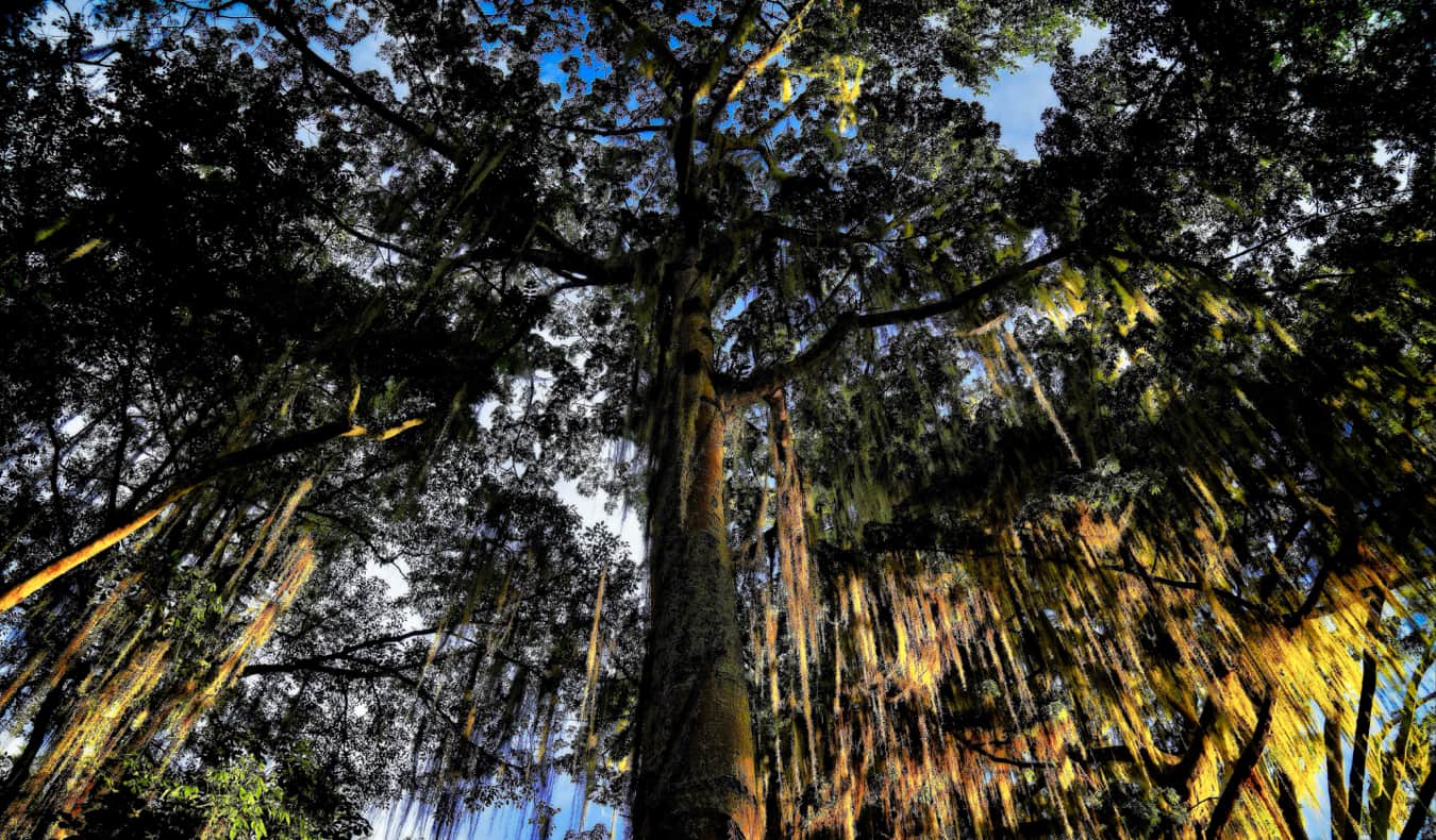 Floresta e árvores em San Gil, Colômbia