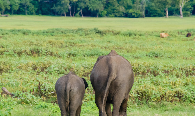 dois elefantes na Ásia que se tornaram uma família