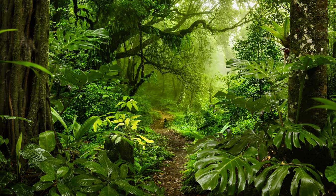 Trilha verde exuberante na floresta densa na Costa Rica, perto de Arenal