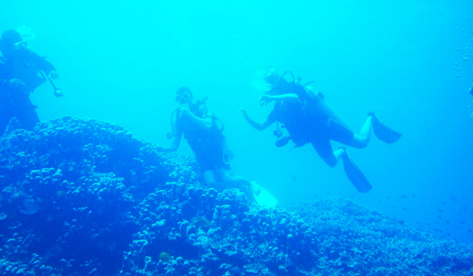 Peixes azuis e verdes nadam nos recifes de Fiji
