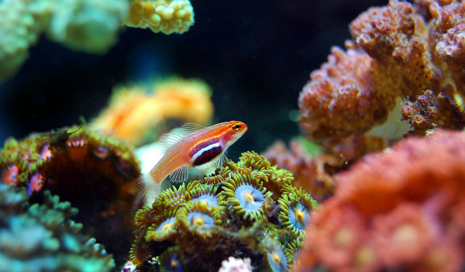 Peixes coloridos e corais debaixo d'água nas Ilhas Yasawa