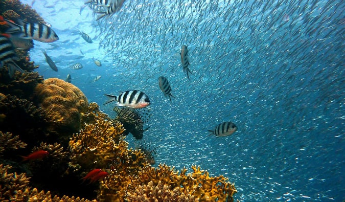 Peixes tropicais debaixo d'água em Fiji