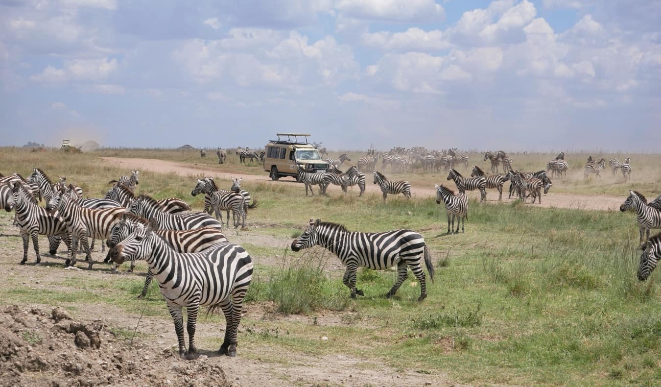 O jipe ​​passa por um rebanho de Zebr durante o Safari na Tanzânia