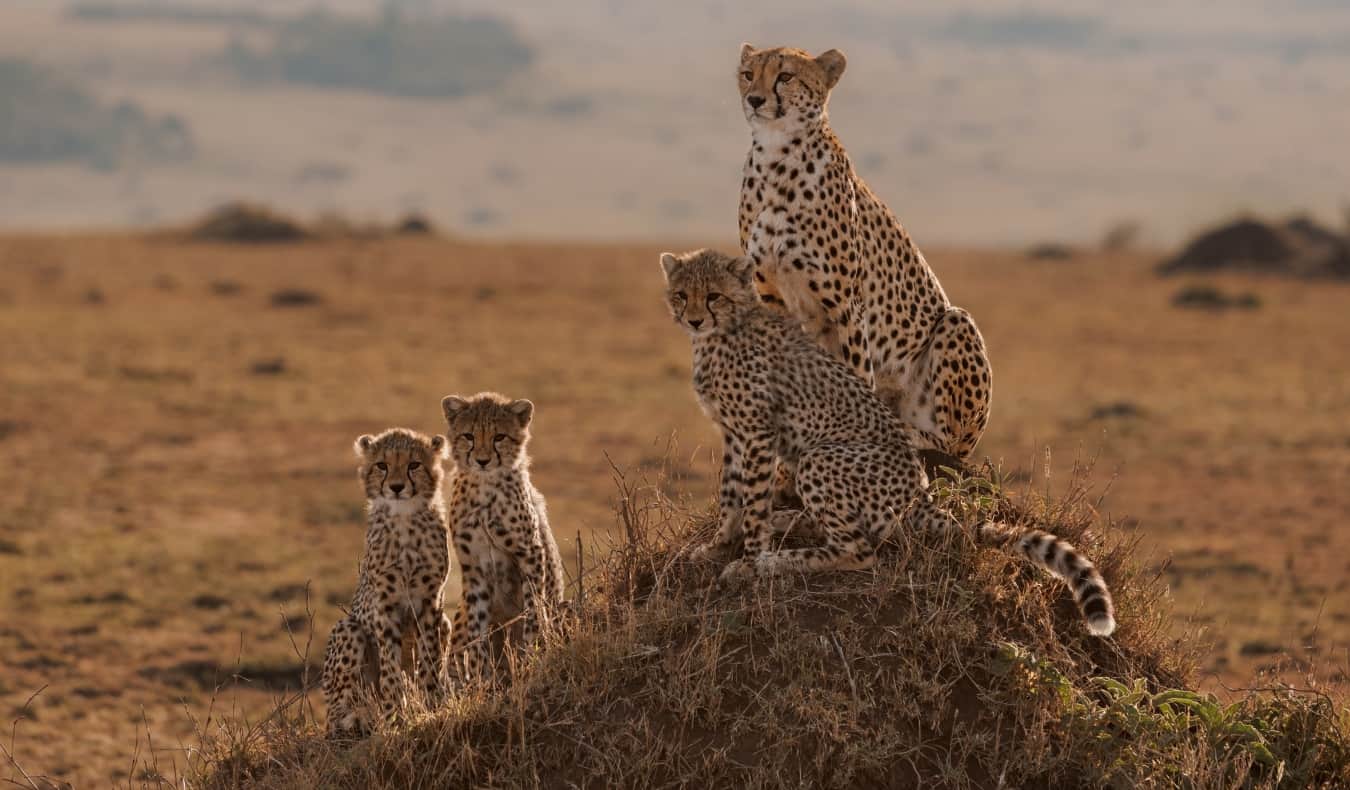 Leopard e seus filhotes sentados no monte de lama, durante o Safari na África Oriental < pan> medjet (revestimento de evacuação adicional)
