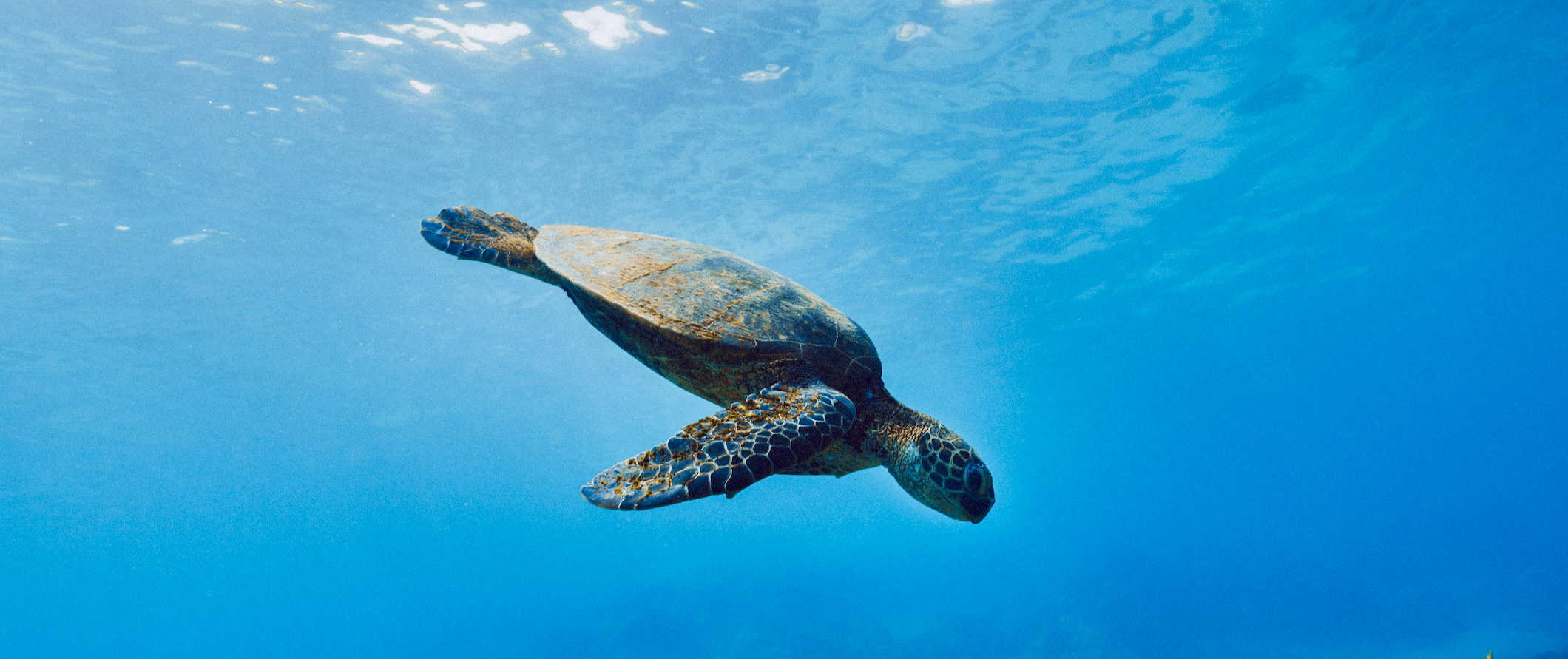 A tartaruga nada debaixo d'água nas águas azuis transparentes das Ilhas Galápagos no Equador
