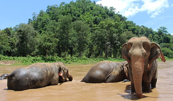 Elefantes no Parque Natural Elefante no campo da Tailândia, descanse na água