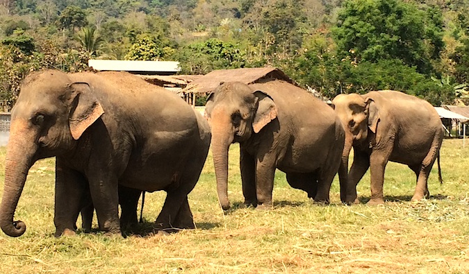 Elefantes entram na grama no parque de elefantes naturais, Tailândia