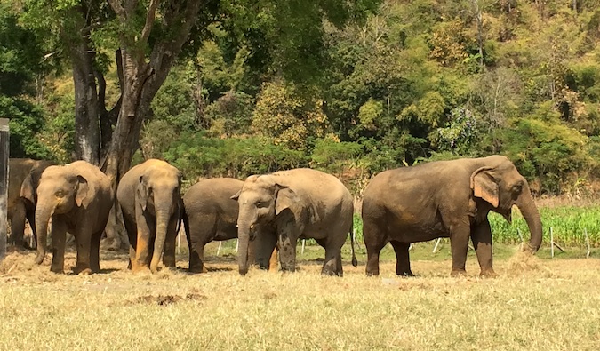 Um rebanho de elefantes no parque natural do elefante, de pé na grama juntos