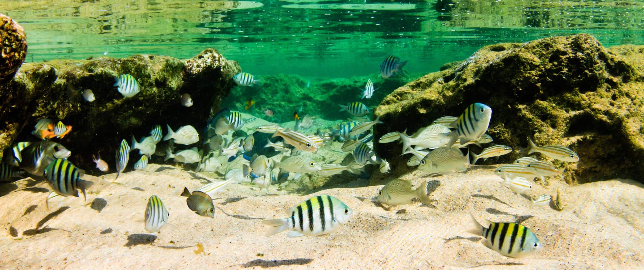 Peixes tropicais nadam nas águas transparentes de Fernando de Noronya, Brasil