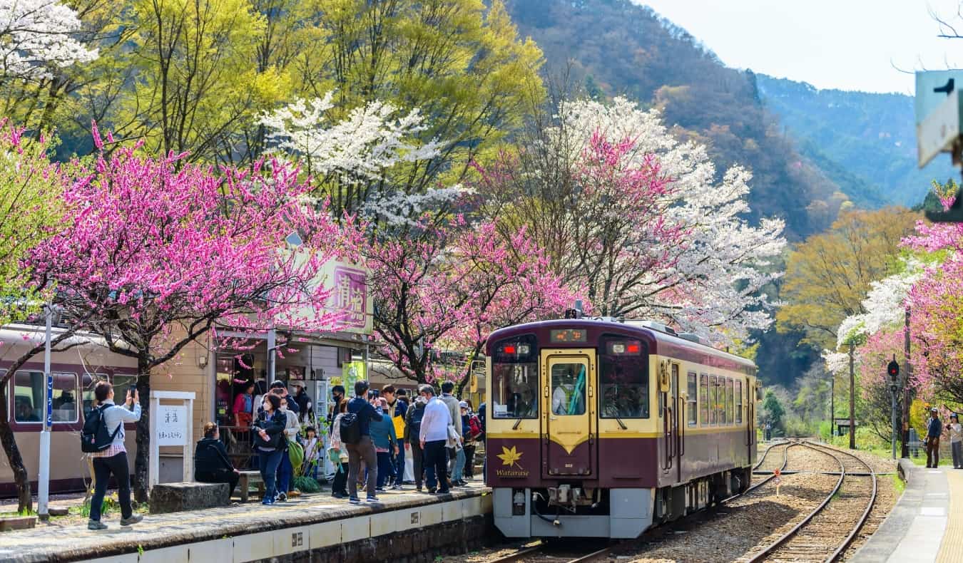 Ferrovia Watarase Keikoku na estação Godo na primavera com árvores floridas rosa e vermelhas ao longo dos trilhos.