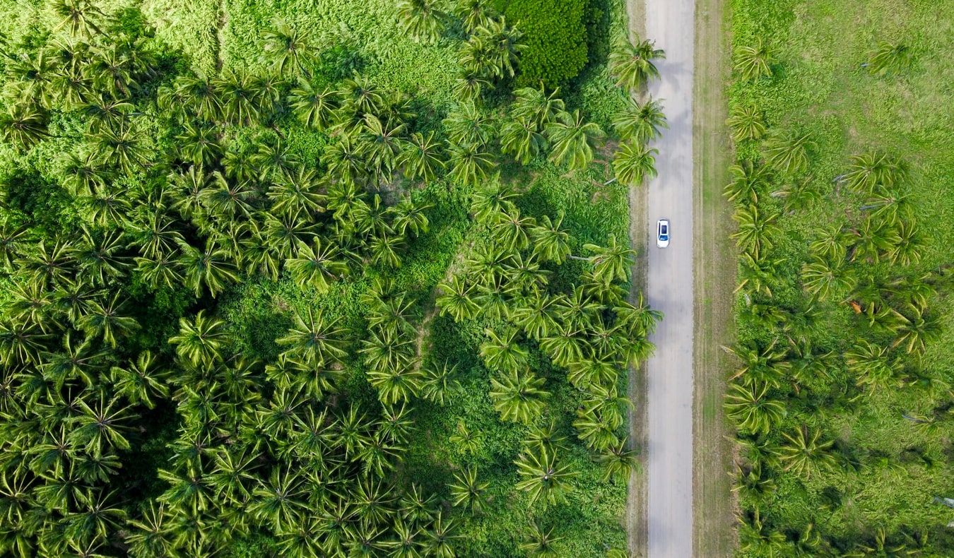 Dirigimos pela estrada da ilha de Oha, Havaí, cercada por florestas e selva