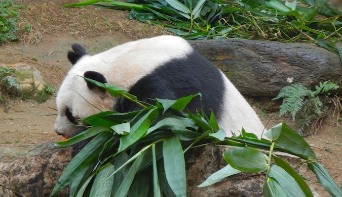 panda gigante em Hong Kong