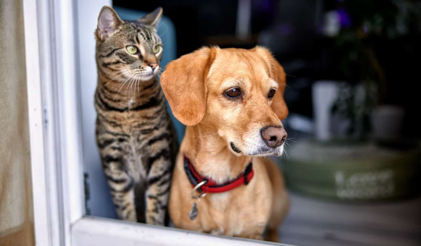 Um gato e um cachorro olham para a porta de vidro