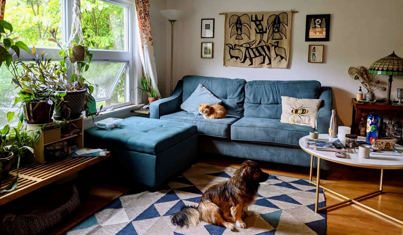 Cão e carro relaxando juntos em uma aconchegante sala de estar durante férias em casa