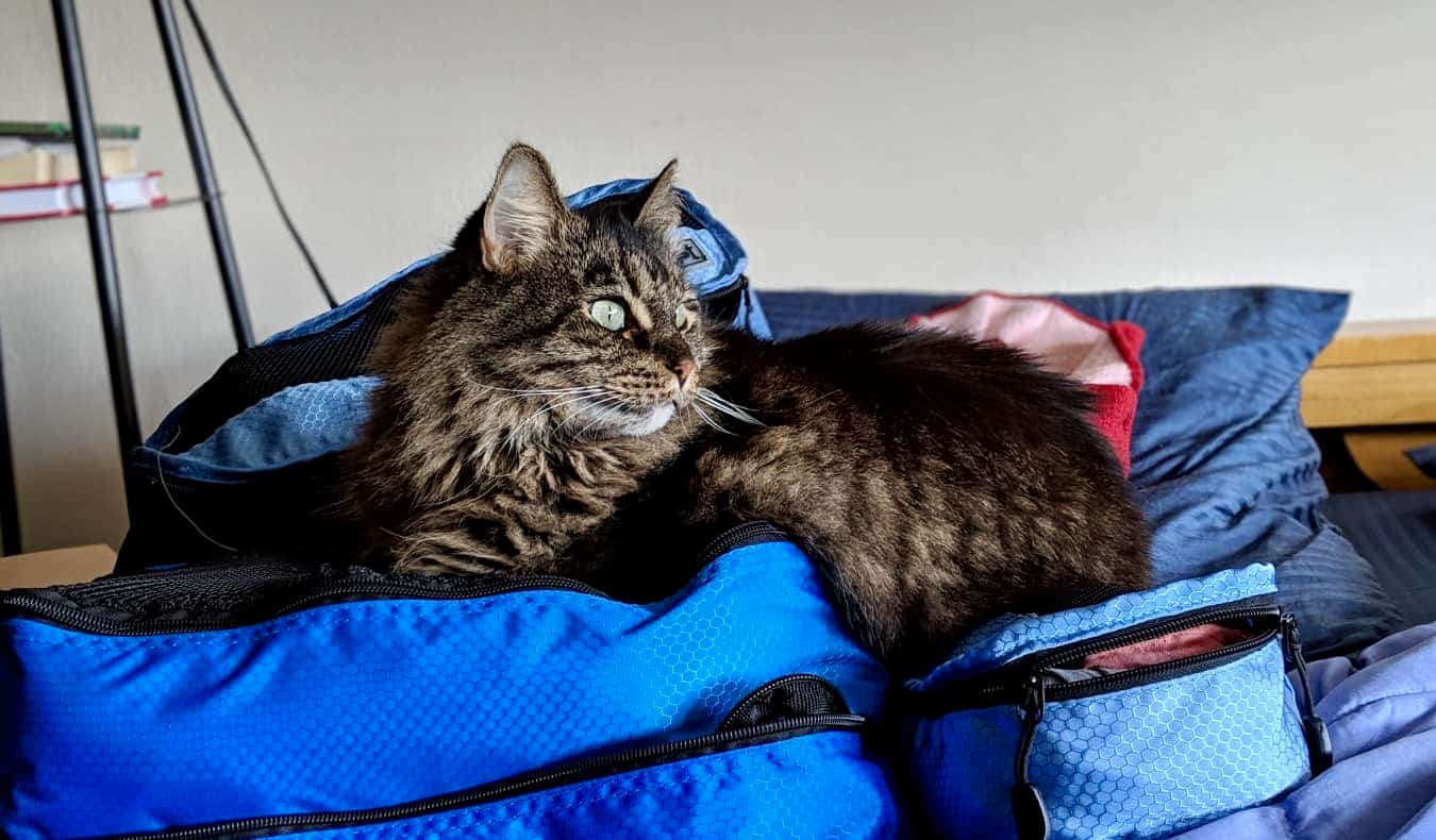 Um gato repousa em um monte de cubos de embalagem enquanto fica na casa
