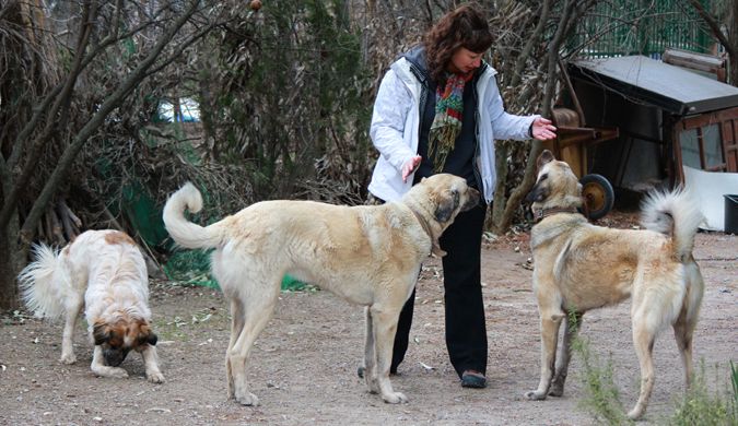 Dalin com três de quatro cães em áreas rurais da Turquia enquanto relaxava na casa