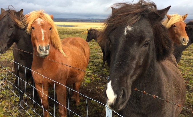 Cavalos islandeses com crinas vibrantes brincam uns com os outros