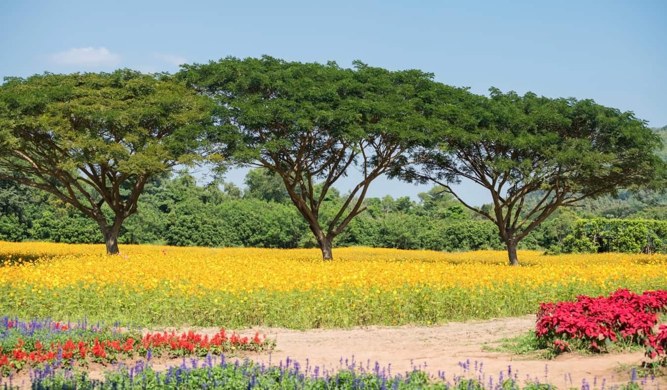 Três madeira em um campo amarelo brilhante na região de Isan, Tailândia