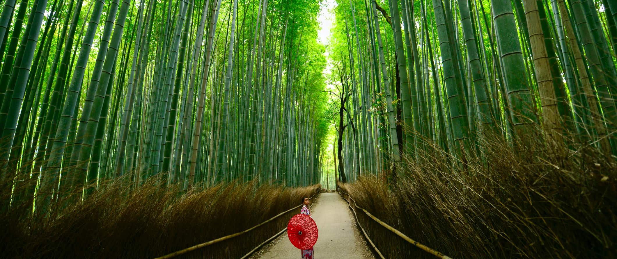 A famosa floresta de bambu na bela Kyoto, Japão