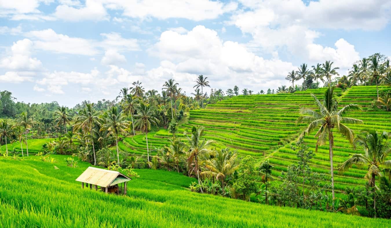 Ouça terraços de arroz verde de Jatiluvich na Indonésia