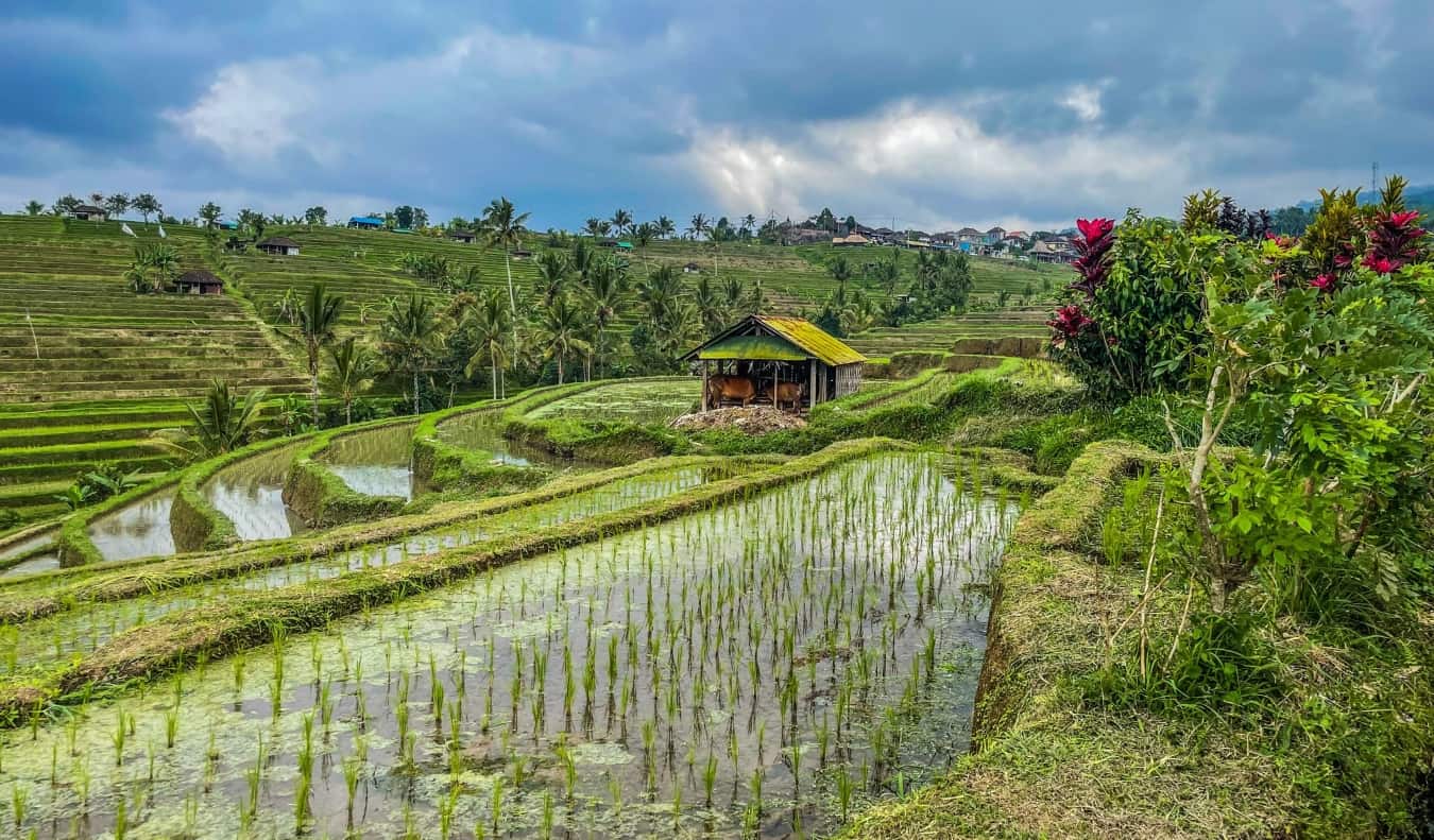 A casa de palha no meio da exuberante vegetação de terraços de arroz Jatiluvich na Indonésia