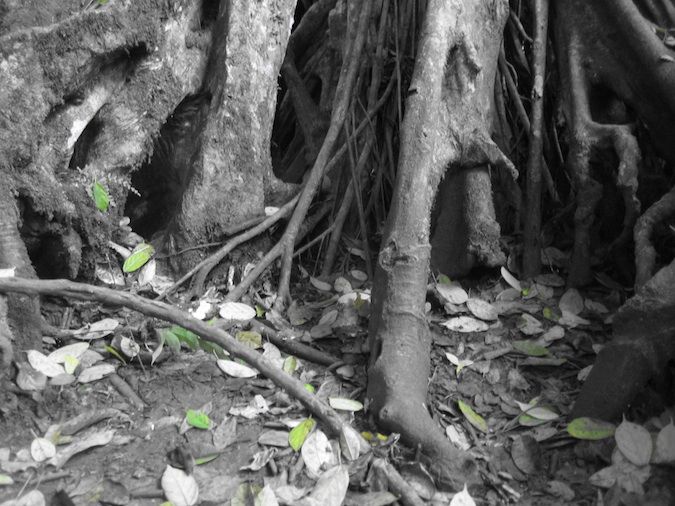 Fotografia em preto e branco de árvores raízes no Khao Yay, Parque Nacional da Tailândia