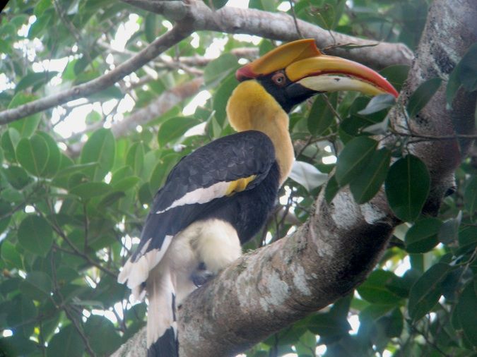 Tukan de pássaro colorido e exótico no parque nacional de Khao Yay