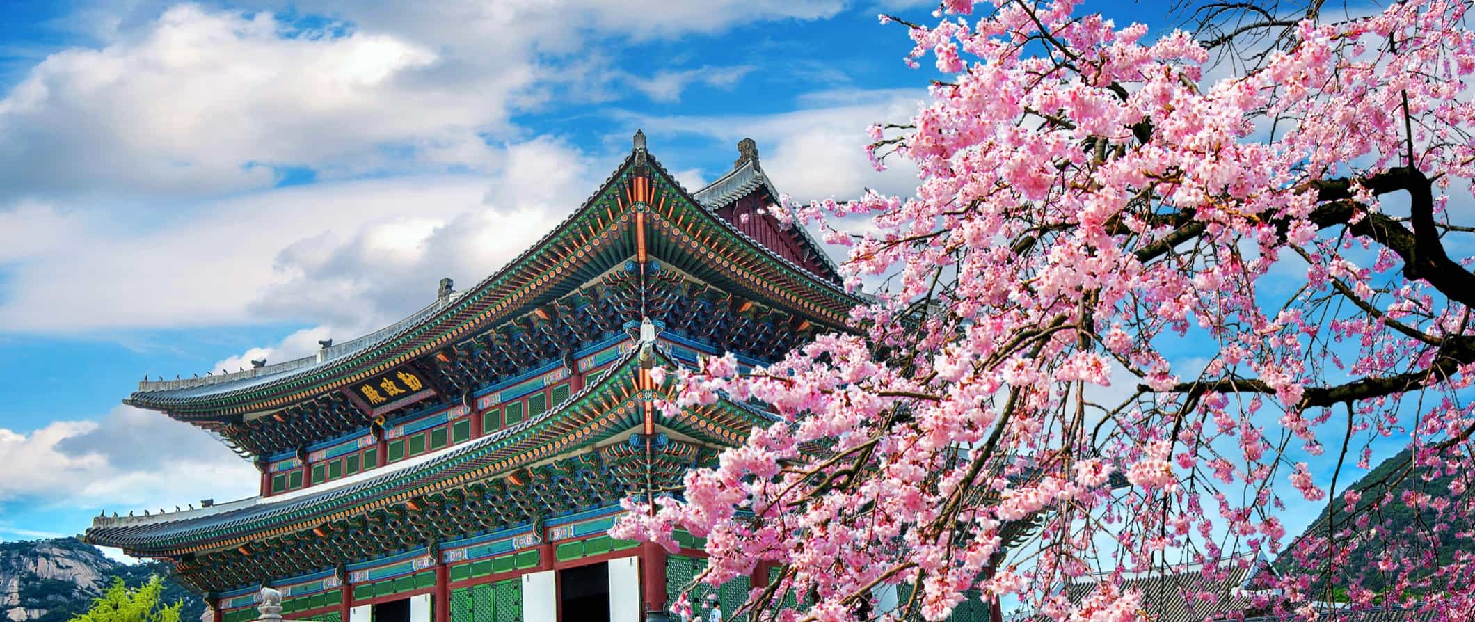 Templo colorido na Coréia do Sul, ao lado do sakura florido em um dia ensolarado brilhante