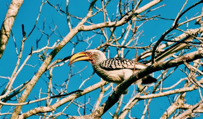 Um pássaro raro no Parque Nacional Kruger.