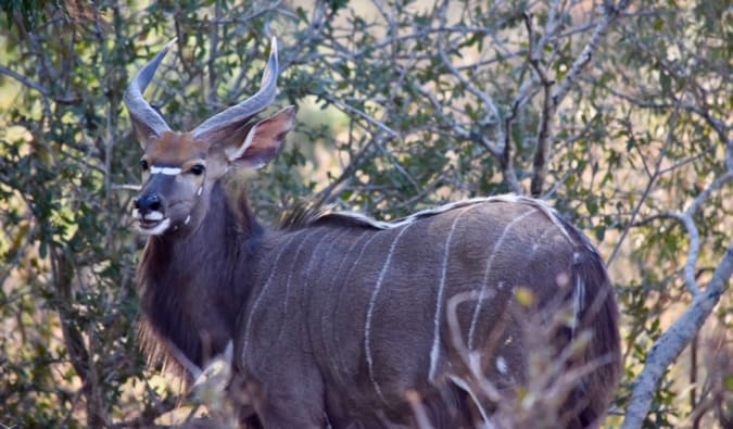 Nyala no Parque Nacional Kruger.