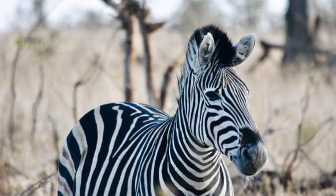 Zebra no Parque Nacional Kruger.