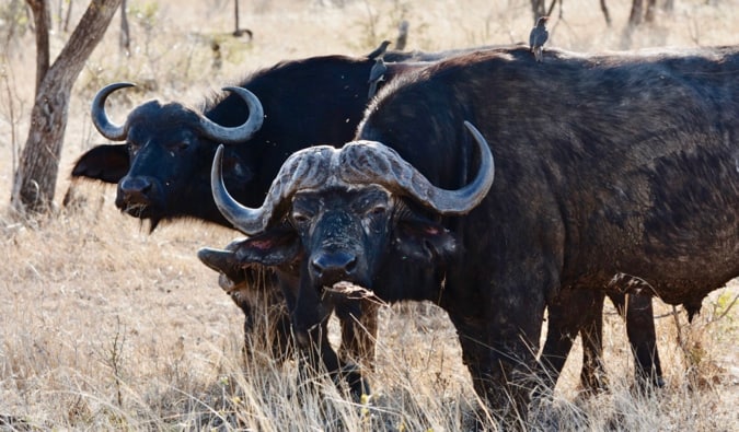 Kapsky Buffalo no Parque Nacional Kruger.