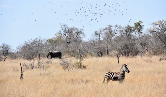 Zebra e um elefante no Parque Nacional Kruger.