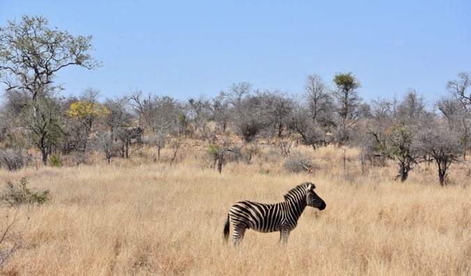 Zebra na África do Sul.