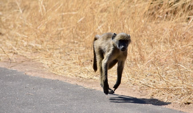 O macaco corre ao longo da estrada.
