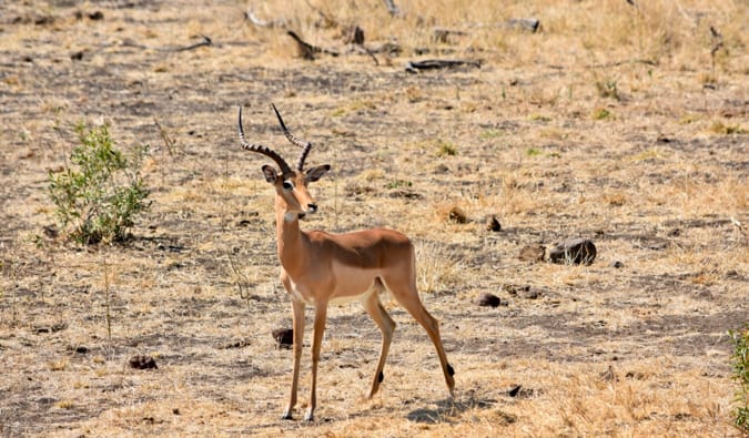 Impala no Parque Nacional Kruger.