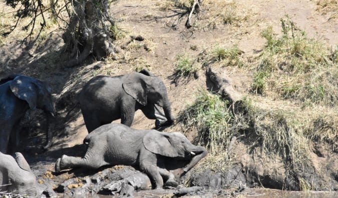 Cubs de elefantes tocam na lama.