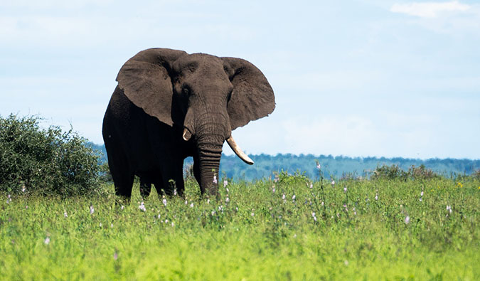 Fotografia de um elefante de safári no Parque Nacional Kruger, África do Sul