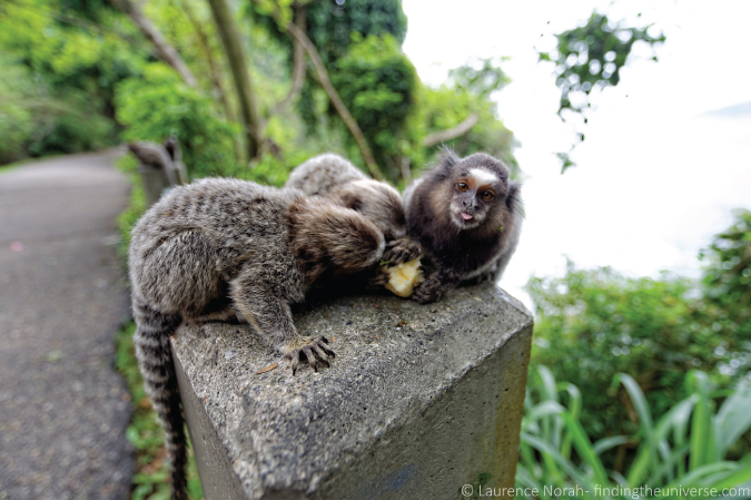 Foto do impudente macaco no Rio de Janeiro, Brasil