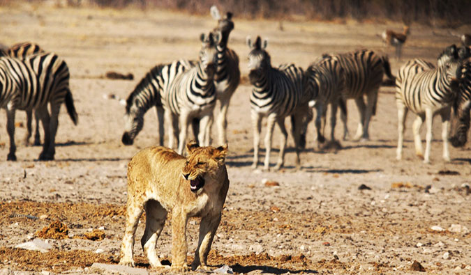 Leões e zebras no Parque Nacional Etosha