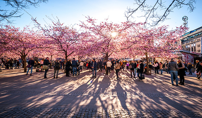 Pessoas caminham perto de árvores floridas na ensolarada Estocolmo, Suécia