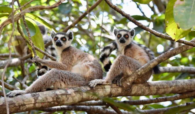 Duas lêmuas cinzentas estão sentadas em uma árvore em Madagascar