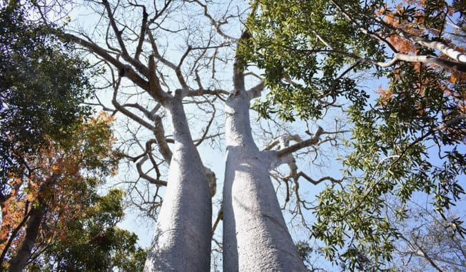 Dois madeiras enormes Baobab Side OH Side em Madagascar