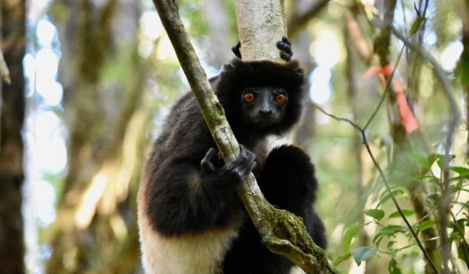 Big Lemur em uma árvore olha para a câmera em Madagascar