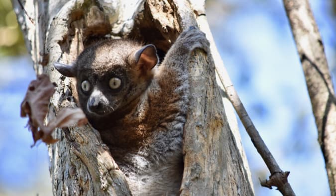 Lemur marrom se esconde em um buraco em uma árvore nas florestas de Madagascar