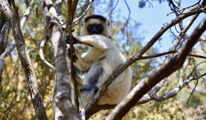 Lêmur branco grande em uma árvore em Madagascar