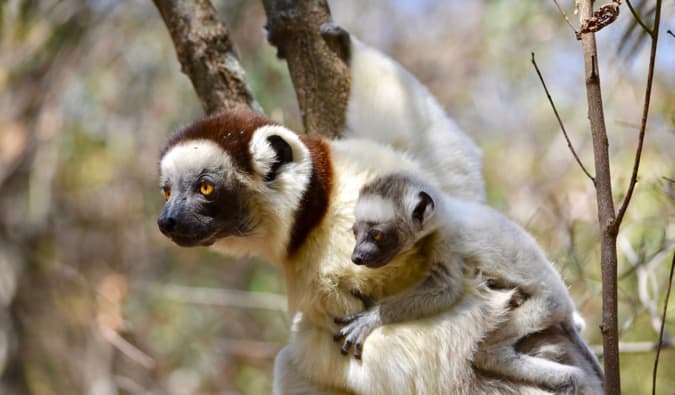 Lemur e seus filhotes descansam juntos em uma árvore