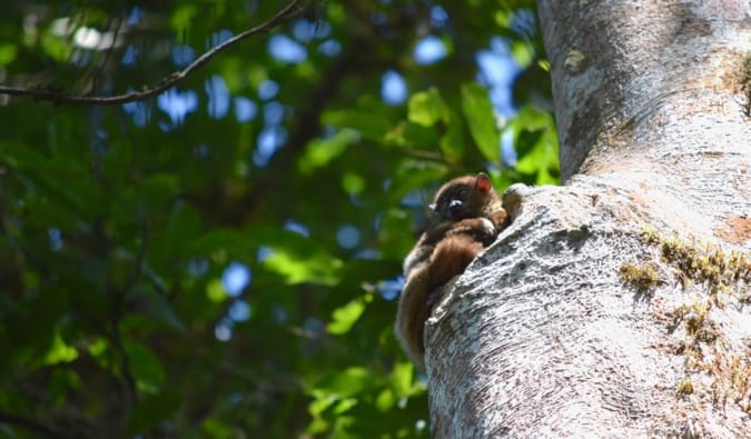 Little Lemur se esconde em uma árvore em Madagascar
