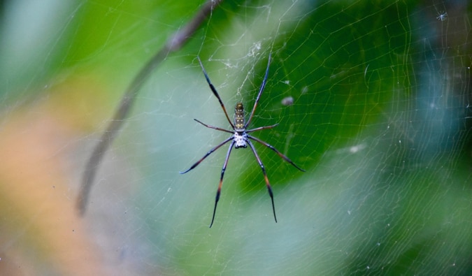Enorme aranha na web na selva de madagascar