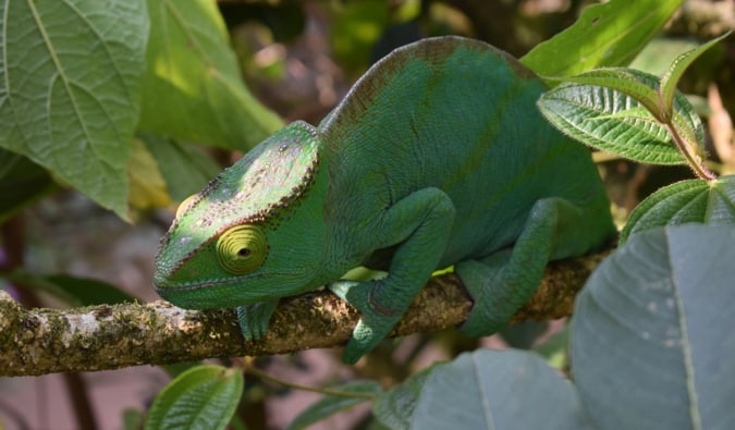 Um grande lagarto repousa ao sol na selva de Madagascar